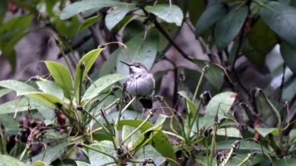Pequeño colibrí sentado en la tormenta de invierno — Vídeo de stock