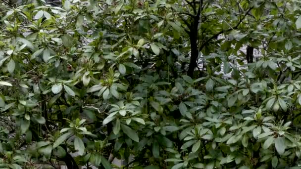 Bandada de aves pequeñas se esconden en grandes arbustos en invierno — Vídeos de Stock