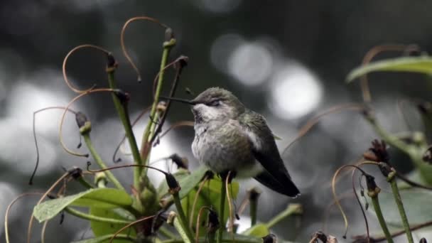 Side view of small hummingbird in light hail — Stock Video