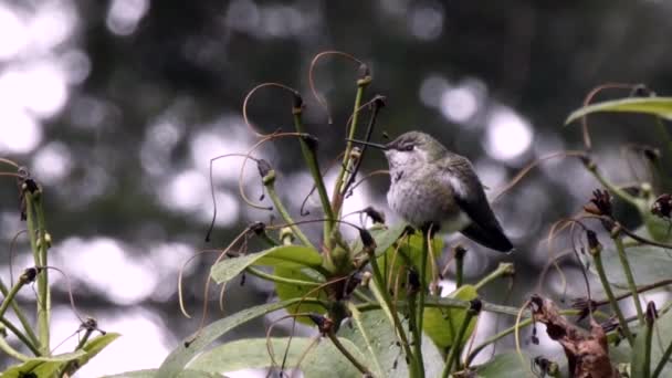 Acercándose a un pequeño colibrí sentado en una ligera caída de nieve — Vídeo de stock