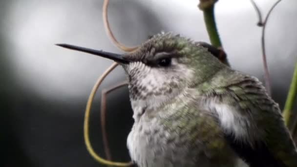 Primer plano de colibrí sentado en el arbusto en detalle — Vídeo de stock