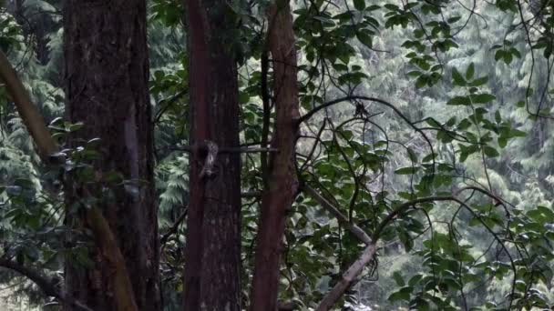 Schnee fällt im Winter hinter Madrona-Baum — Stockvideo