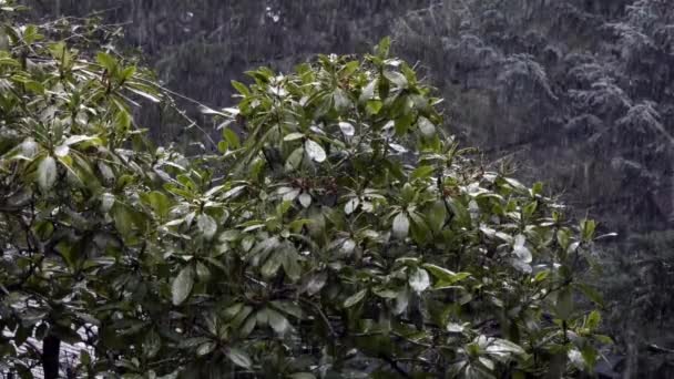 Rododendro con nieve cayendo a su alrededor en invierno — Vídeo de stock