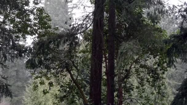Madrona träd med snö som faller runt den på vintern — Stockvideo