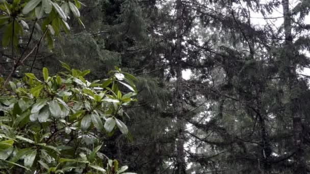 Rododendro se sienta a la derecha de la pantalla como la nieve cae en el bosque detrás — Vídeos de Stock