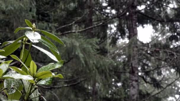 Rhododendron avec de petits bourgeons et de la neige qui tombe autour en hiver — Video