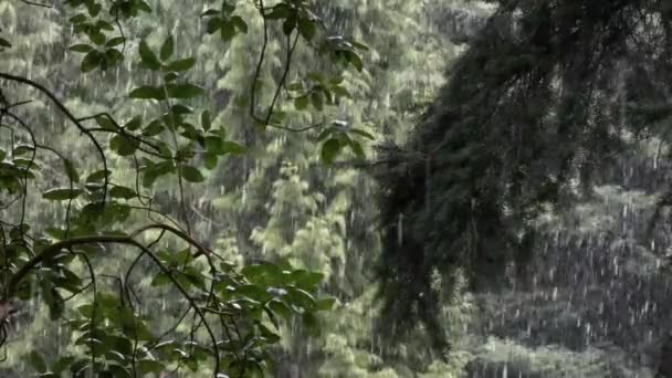 Madrona boom en bos in achtergrond met sneeuw die in grote bosjes valt — Stockvideo