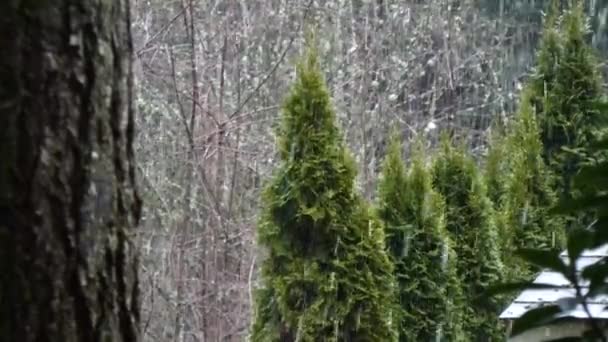 Arbres avec neige tombant doucement dans la journée d'hiver — Video