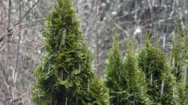 Línea de árboles verde en invierno con bosque y nieve cayendo — Vídeos de Stock