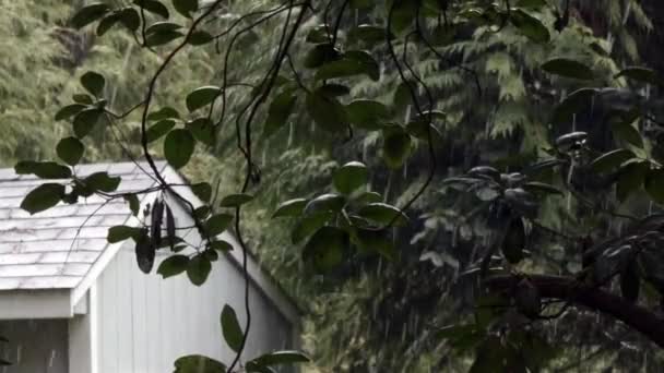 Nieve fangosa cayendo sobre madrona árbol y cobertizo — Vídeos de Stock