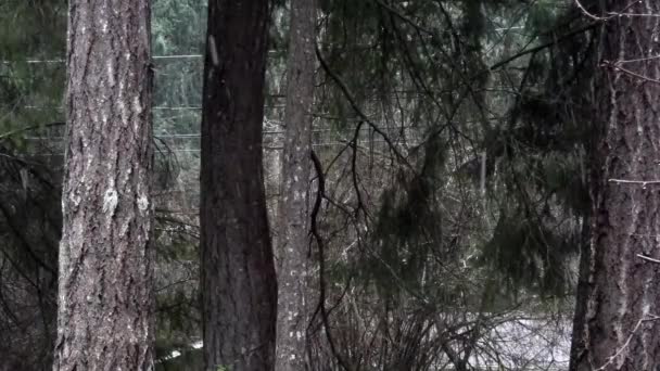Linee elettriche e bordo foresta con neve che cade in inverno — Video Stock