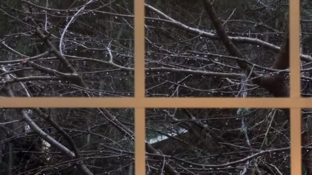 Lluvia y nieve cayendo fuera del cristal de la ventana sobre los árboles — Vídeos de Stock