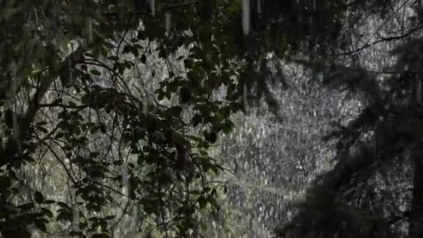 Madrona escuro contra uma tempestade de neve brilhante no estado de Washington — Vídeo de Stock