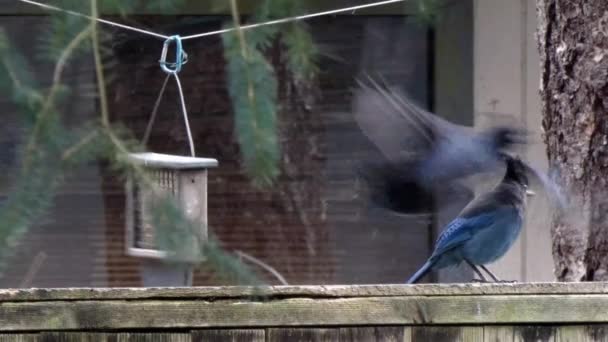 Mavi Jays uçan ve Washington Devlet kuş besleyici üzerinde beslenme — Stok video