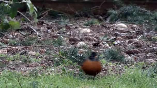 Czerwony Robin działa na obszarze skanowania trawy z oczami — Wideo stockowe