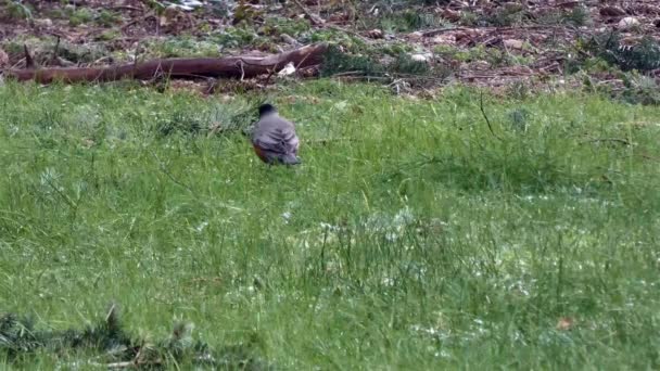 Tête de merle rouge oiseau nicheur plonge dans l'herbe à la recherche de vers — Video