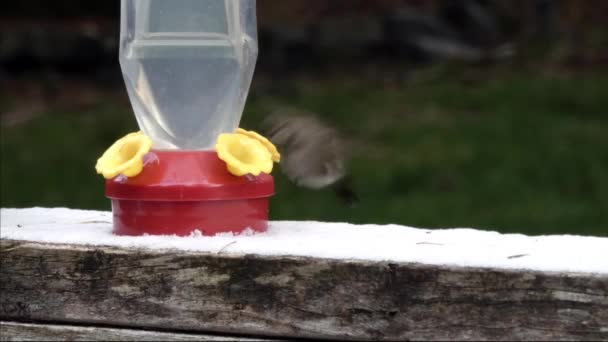 Colibrí comiendo fuera del comedero en el día nevado — Vídeos de Stock