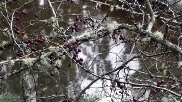 Голые ветви с мхом и маленькие красные ягоды над ручьем с текучей водой — стоковое видео