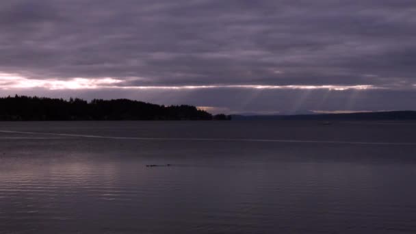 Enten und Segelboot schweben auf Puget Sound unter schweren Gewitterwolken — Stockvideo
