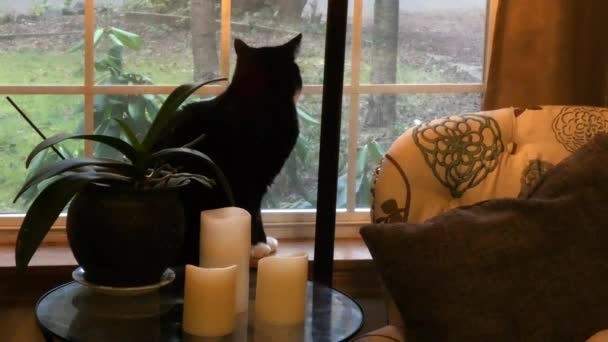 Gato doméstico fofo sentado na mesa olhando para fora da janela no tempo fora — Vídeo de Stock