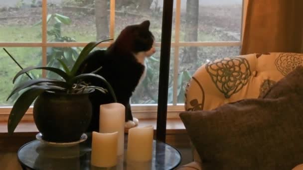 Dark cat in bright window looking out at weather outside — Stock Video