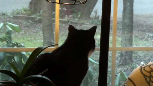 Cat in winter window looking at traffic and yard outside — Stock Video