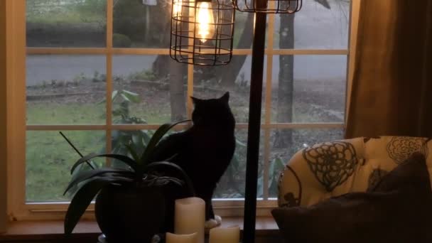 Kleine schwarz-weiße Katze sitzt im geschmückten Haus und schaut aus dem Fenster — Stockvideo