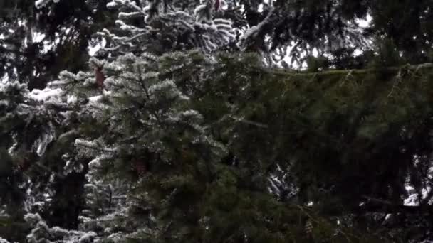 Nieve volando de lado a través de pinos — Vídeos de Stock