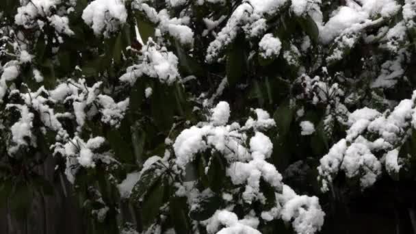 На кусты рододендронов выпадает снег и скапливается — стоковое видео