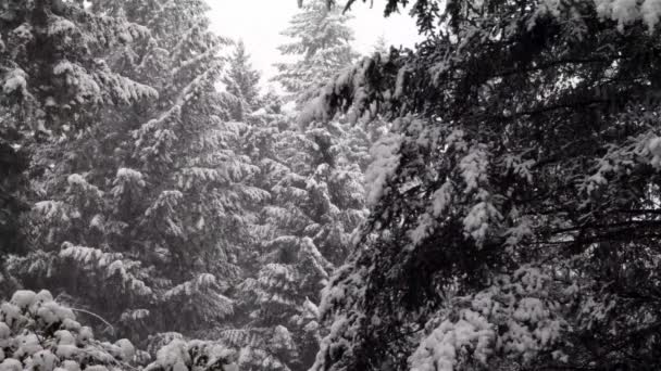 Tung snö som faller på träd i trä i västra Washington — Stockvideo