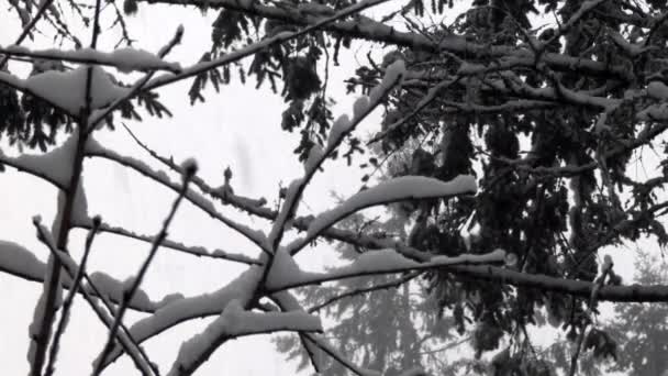 Tung snöfall på kvistar och grenar i Washington State — Stockvideo