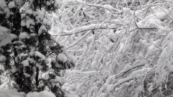 Pinheiros e galhos de árvores nuas cobertos de neve grossa — Vídeo de Stock