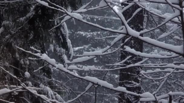 Neve invernale che cade pesantemente sugli alberi nudi e sullo sfondo della foresta — Video Stock