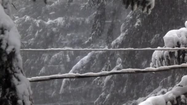 Na elektrických tratích v lese se hromadí bílé sněhové vločky — Stock video