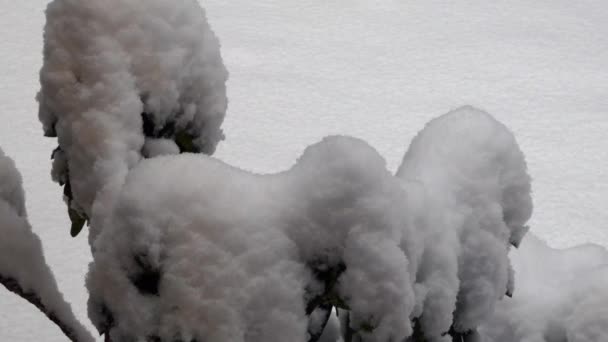 Montículos de nieve y hielo cubriendo el arbusto afuera en la tormenta — Vídeo de stock
