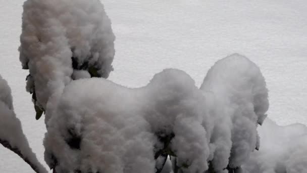 Schneehügel und Eis bedecken Busch im Sturm — Stockvideo