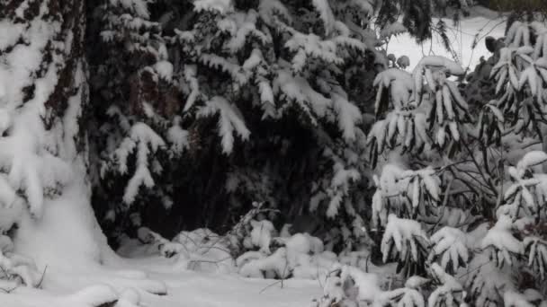 Snow falling on pacific northwest bushes in forest — Stock Video