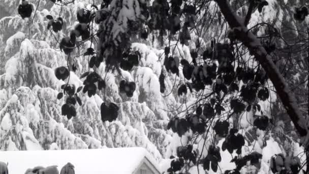 Ağaçlık kara karnı koyu çatı — Stok video