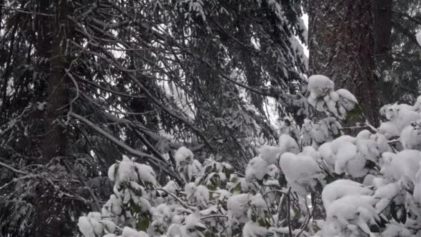 Borde del bosque en el estado de Washington tiene nieve acumulándose en él — Vídeos de Stock