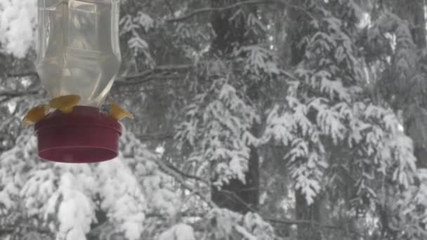 Кормушка для колибри висит снаружи возле заснеженного леса — стоковое видео
