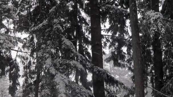 Neige délicate tombant sur la forêt profonde à Washington Ouest — Video