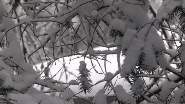Тяжелый снег падает на крупные ветви сосны — стоковое видео