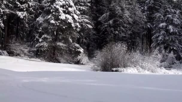 Snow thick on forest trees on sunny morning on winter — Stock Video