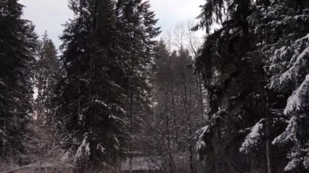 Vind blåser genom skog i snö efter storm — Stockvideo