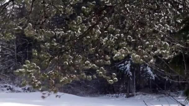 Viento que sopla a través de los árboles forestales sacudiendo la nieve de las ramas — Vídeos de Stock