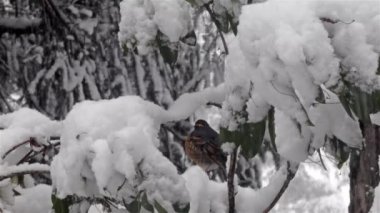 bir kar fırtınası bir şube üzerinde erkek Robin