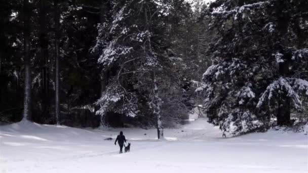 Man Walking dog i långt avlägsna träd i västra Washington — Stockvideo