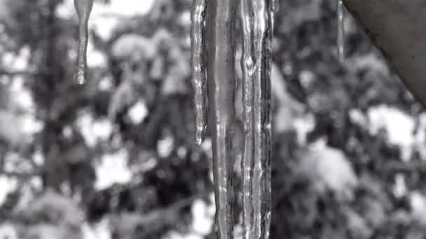 Χειμώνας παγοκρυστάλλους κρέμονται μορφή στέγη σε χιονισμένη μέρα — Αρχείο Βίντεο