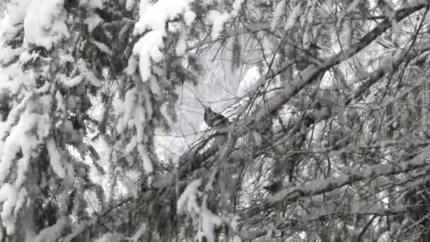 Las aves se esconden en grandes arbustos cubiertos de nieve durante la nieve pesada — Vídeo de stock