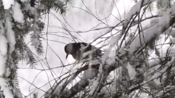 Liten Robin gömmer sig på grenar täckta av snö — Stockvideo